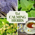 Herbs for reducing stress naturally