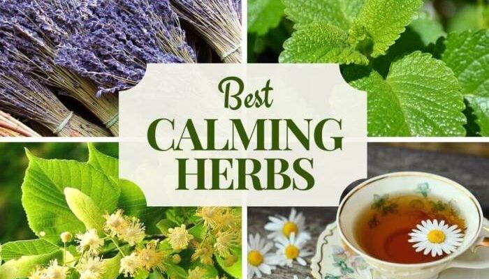 Herbs for reducing stress naturally