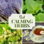 Herbs for reducing stress naturally